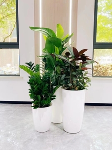 探索宁波余姚花卉租摆设计，发现花卉别样风情